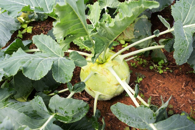 green kohlrabi growing in vegetable garden