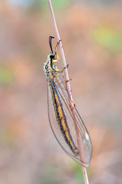 Green lacewings are insects in the large family Chrysopidae of the order Neuroptera.