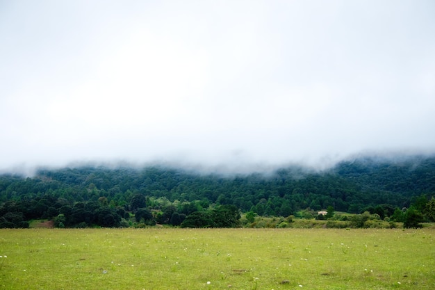 Green landscape in mexico of forested area with fog and copy space