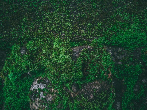 A green landscape with a forest and a tree