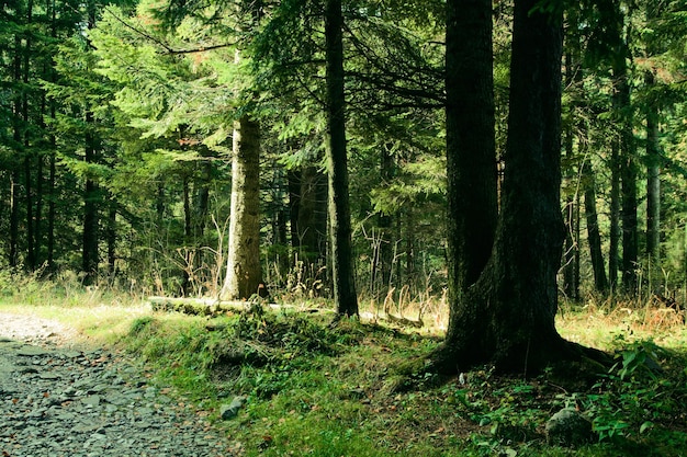 Green landscape with trees and path