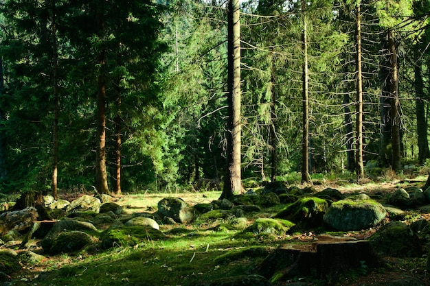 Green landscape with trees