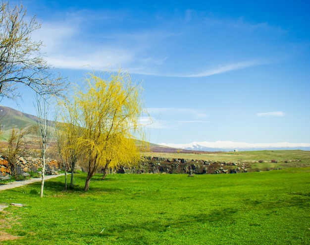 green lanscape scene summer seasone