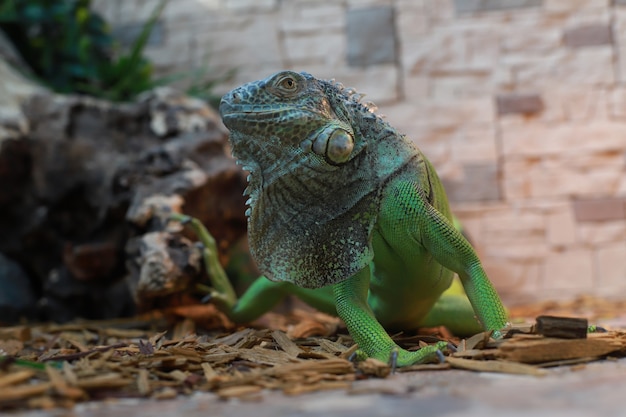 Green large iguana close-up