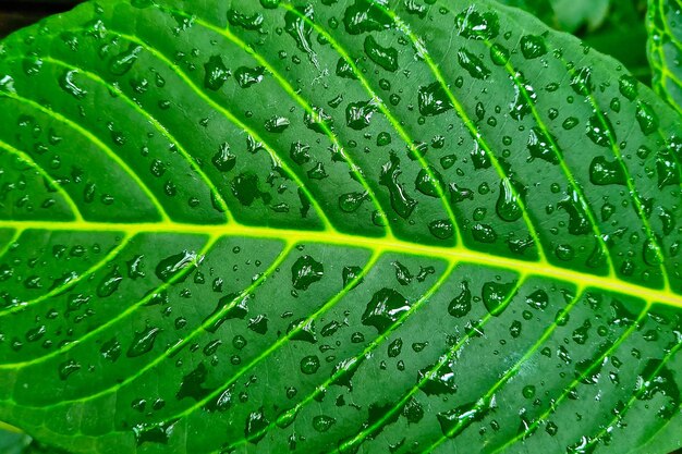 On a green large leaf are drops of water after rain