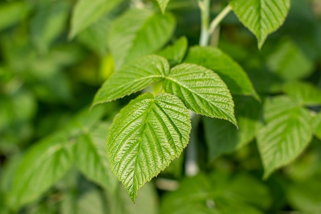 Green large raspberry leaf in the garden