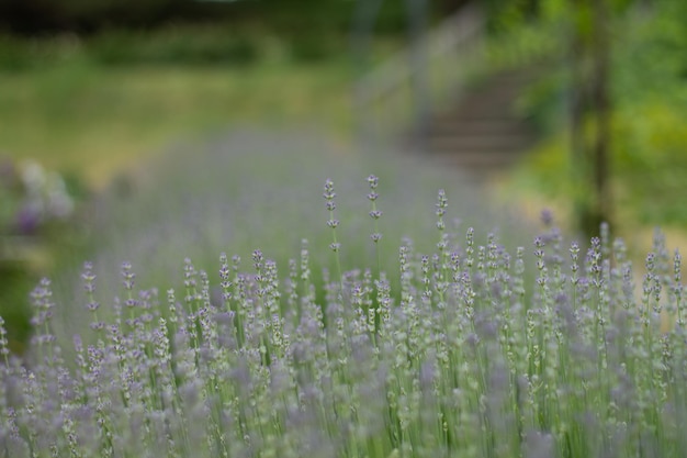 Green lavender purple flowers Blue flowers