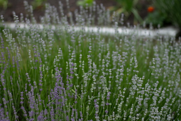 Green lavender purple flowers Blue flowers