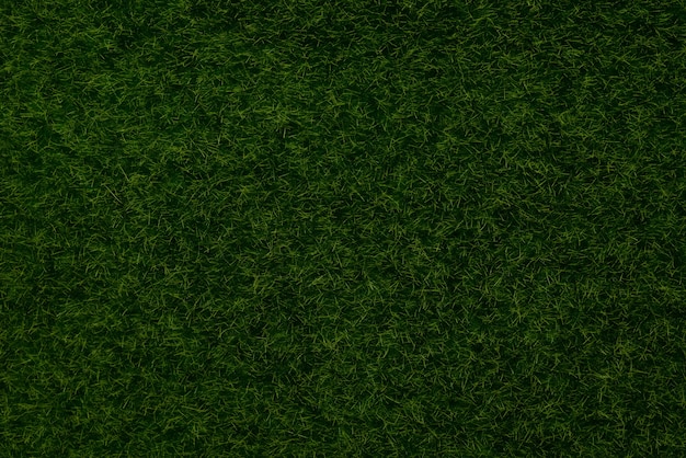 Green lawn background top view 