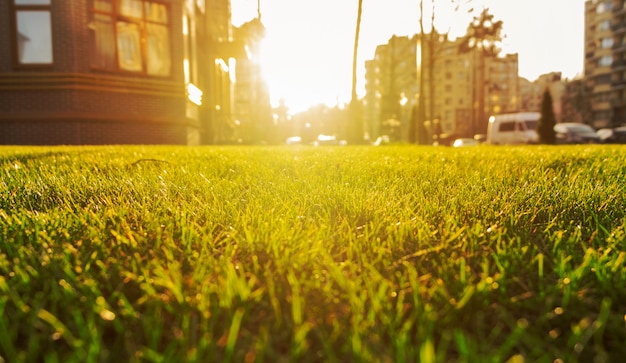 Green lawn in the backyard of a residential complex against a beautiful sunset.