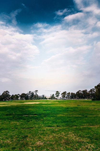 Green lawn and blue sky against city background.