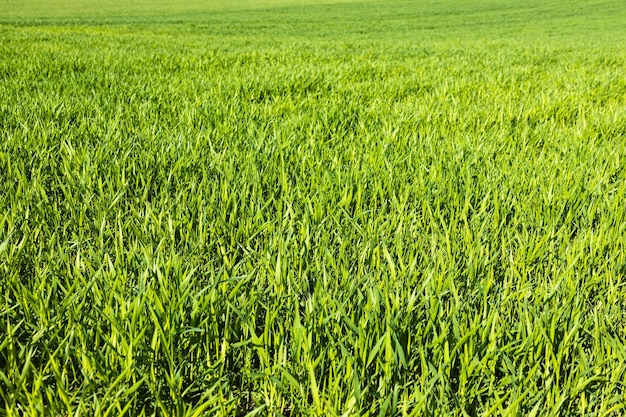 Green lawn freshly grass texture background