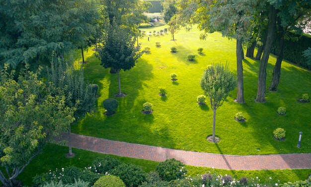 Green lawn and possible lawn in the park at dawn.