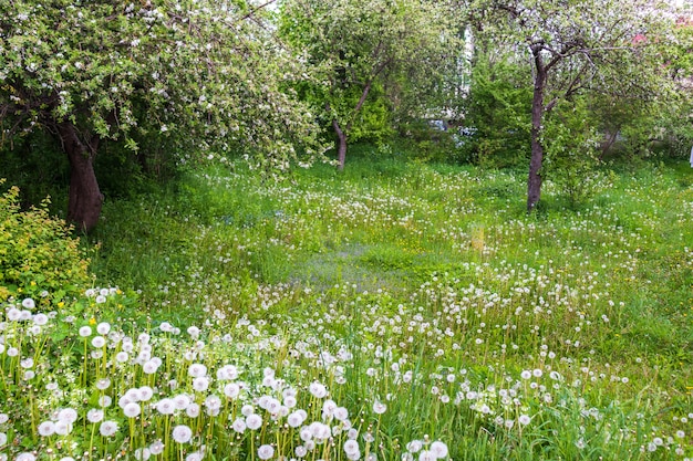 Green lawn with blooming dandelion flowers on a clear sunny day. Spring, summer beginning. Forest, public park. Soft sunlight, sunbeams. Nature, botany, environment, ecology, ecotourism, gardening