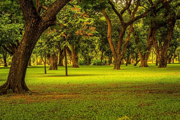 A green lawn with trees in the foreground and the word forest on the bottom right.