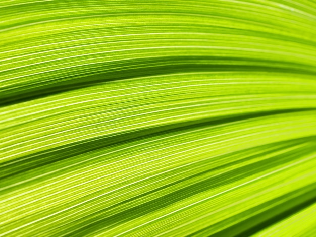 Green leaf abstract. Veratrum, False Hellebore texture closeup