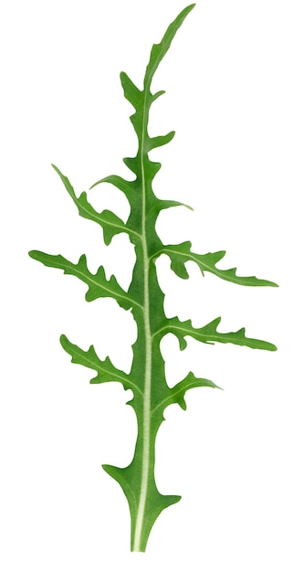 Green leaf of arugula on a white isolated background ingredient for salad