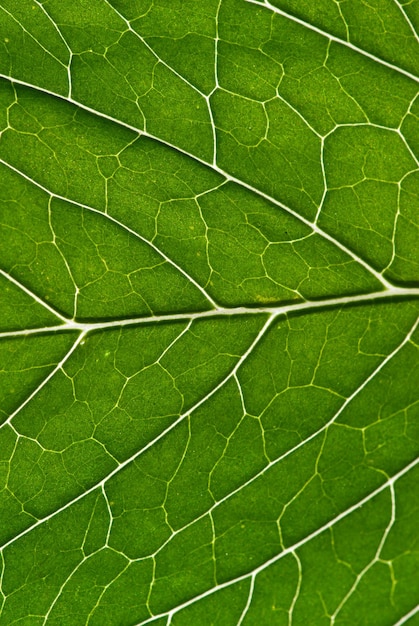 Green leaf as background