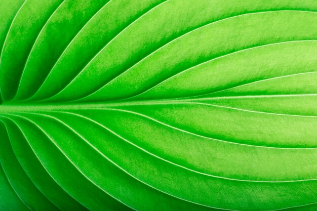 green leaf as background