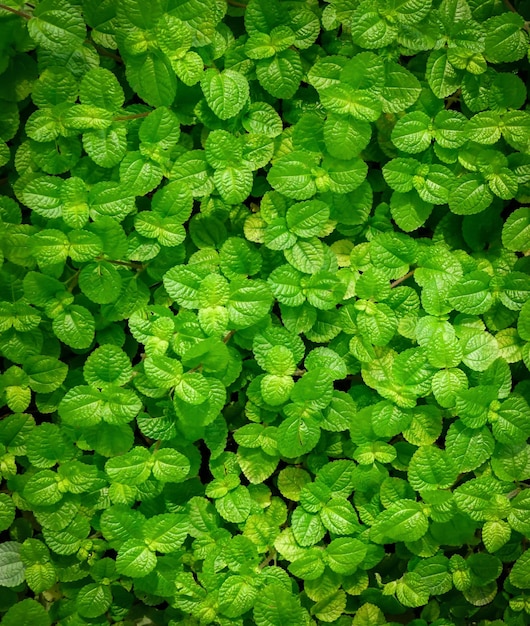 Green leaf background, abstract green texture, nature background, tropical leaf.