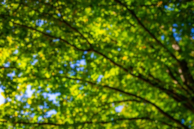 Green leaf background Blurred forest Greenery background Bokeh summer background Green nature background Green leaf in forest Leaves plants blurred backdrop Bright green leaves bokeh