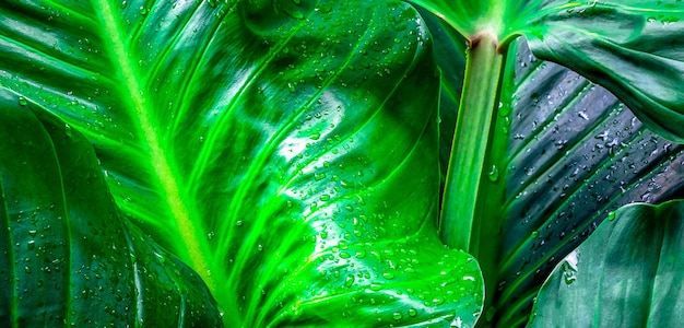 Green leaf background and Close-up photo of a large green leaf with water droplets on it.