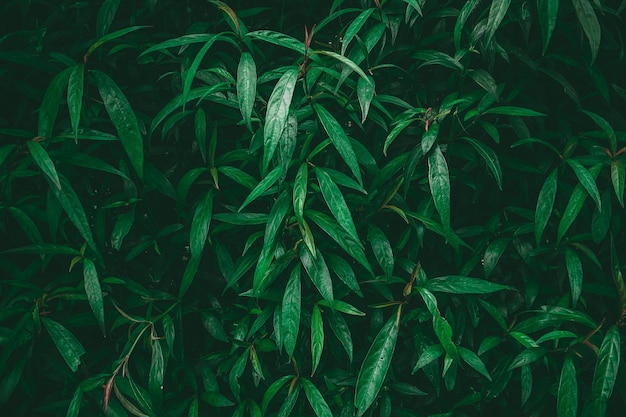 Green leaf background dark green color