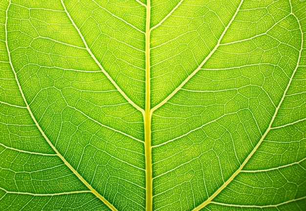 Green Leaf background and Green Leaf texture.