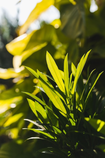 Green leaf background in nature sunlight background texture