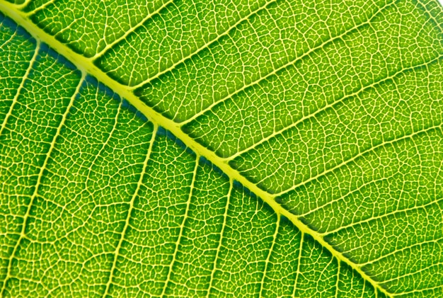 Green leaf background texture.