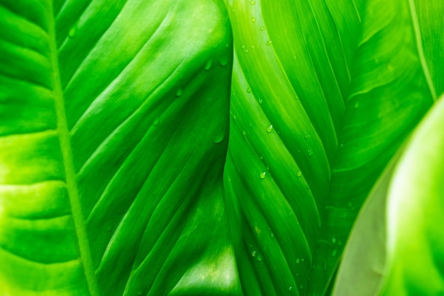 Green leaf background with rain drops.