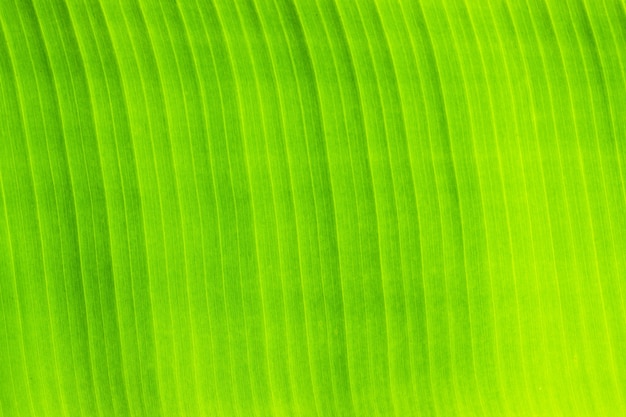 Green leaf background