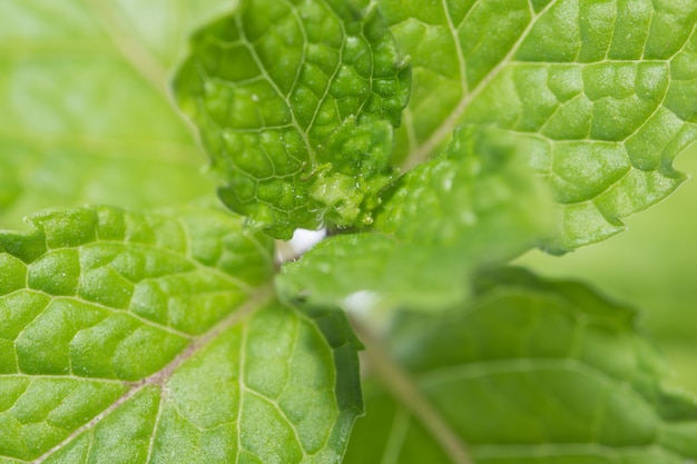 Green leaf background