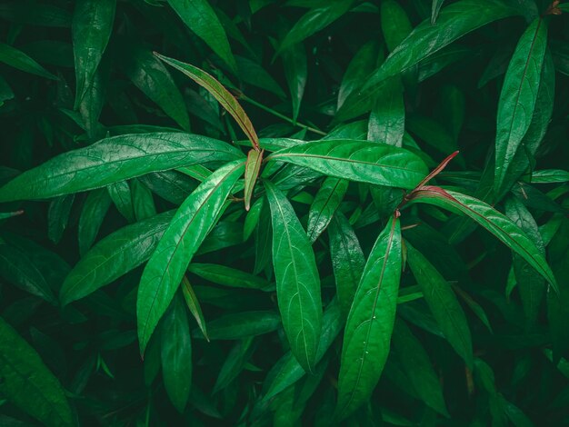 Green leaf background