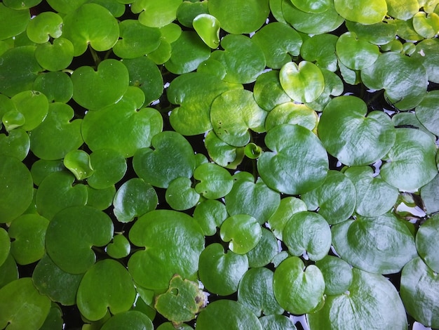 Green leaf background