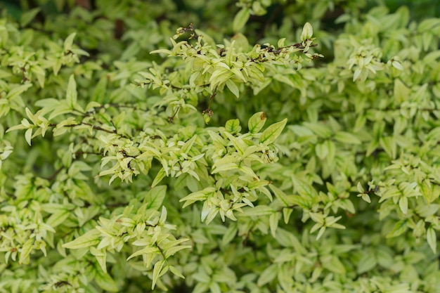  green leaf background