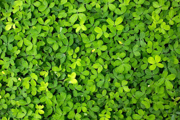 Green leaf background