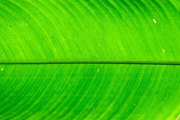 Green leaf background