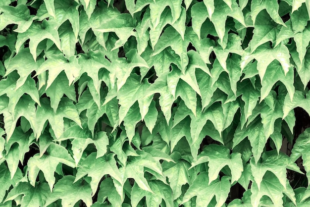 Green leaf background