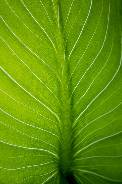 Green leaf background