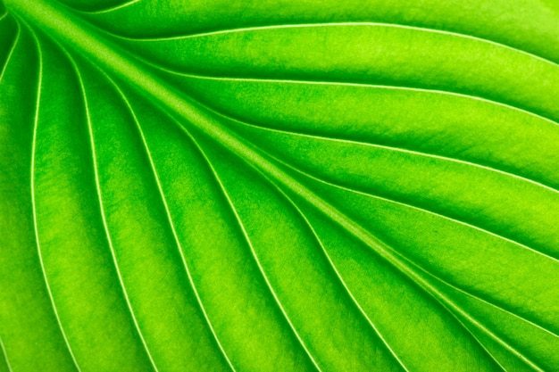 Green leaf background