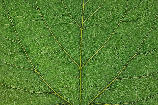 Photo green leaf background