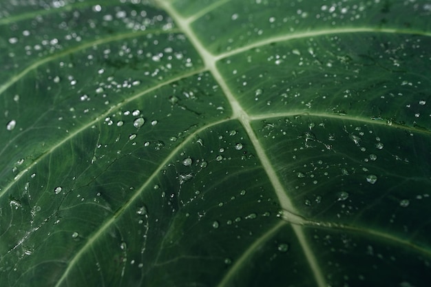 Green leaf backgroundtropical leaf