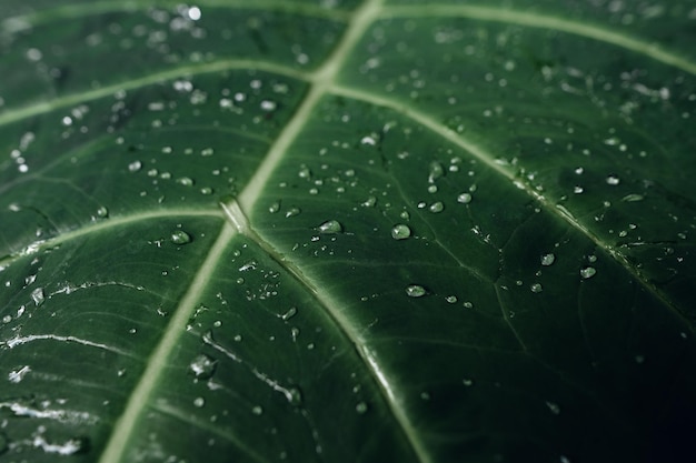 Green leaf backgroundtropical leaf