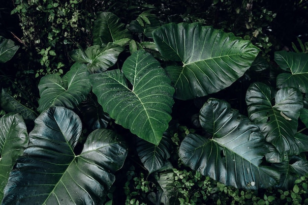 Green leaf backgroundtropical leaf