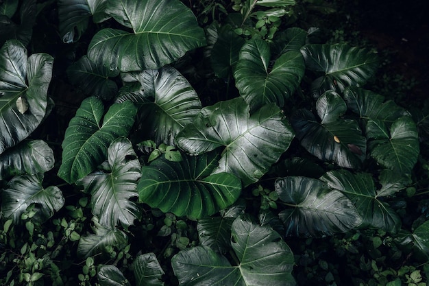 Green leaf backgroundtropical leaf