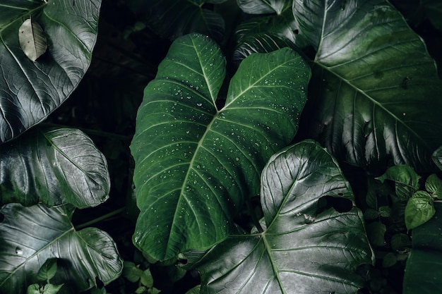 Green leaf backgroundtropical leaf