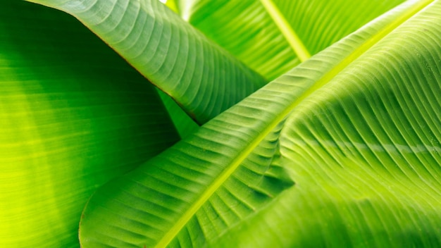 Green leaf banana and texture leaves banana