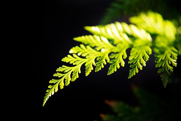 Photo green leaf beautiful green foliage lit by the sun against a black background selective focus