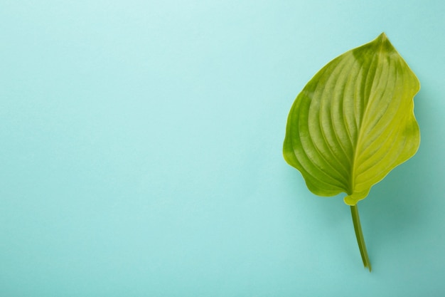 Green leaf on blue background with copy space.